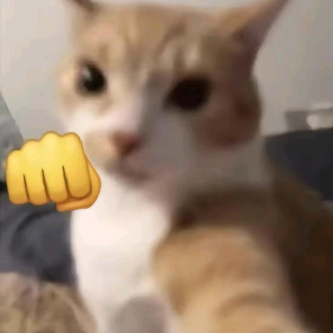 猫东西