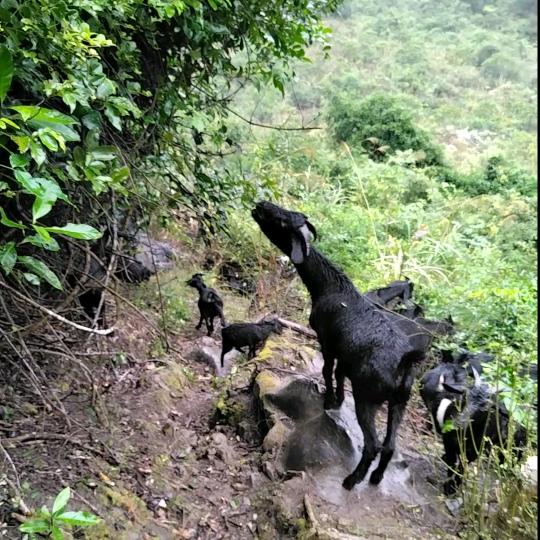 马山放养黑山羊