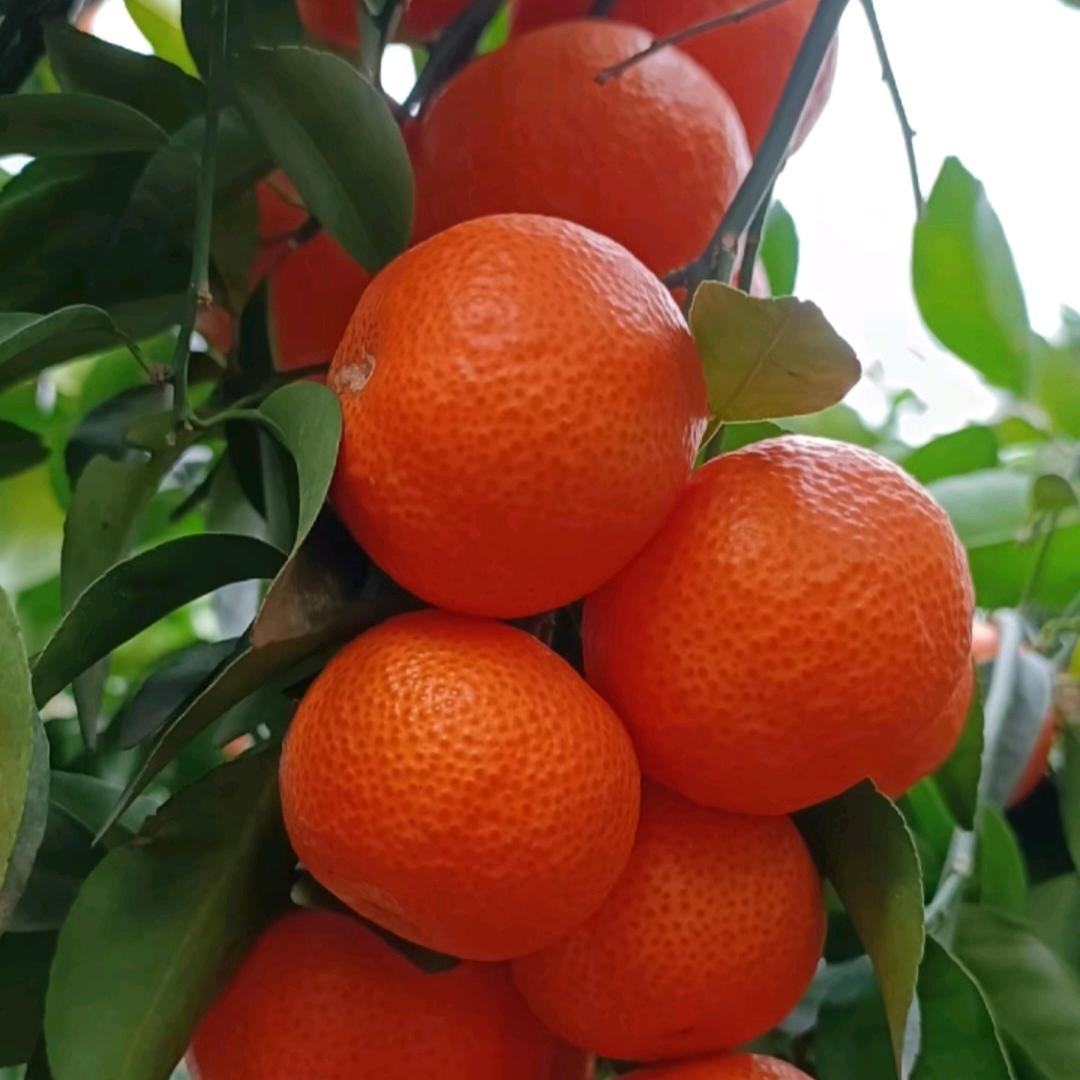 阿莲🍊🍊