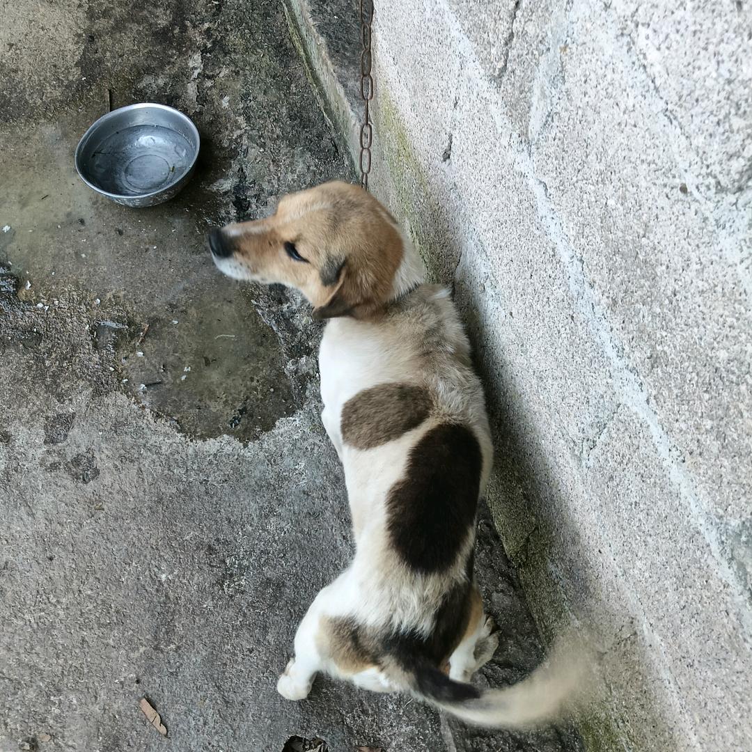 还想去，想不通我独木茶在林中