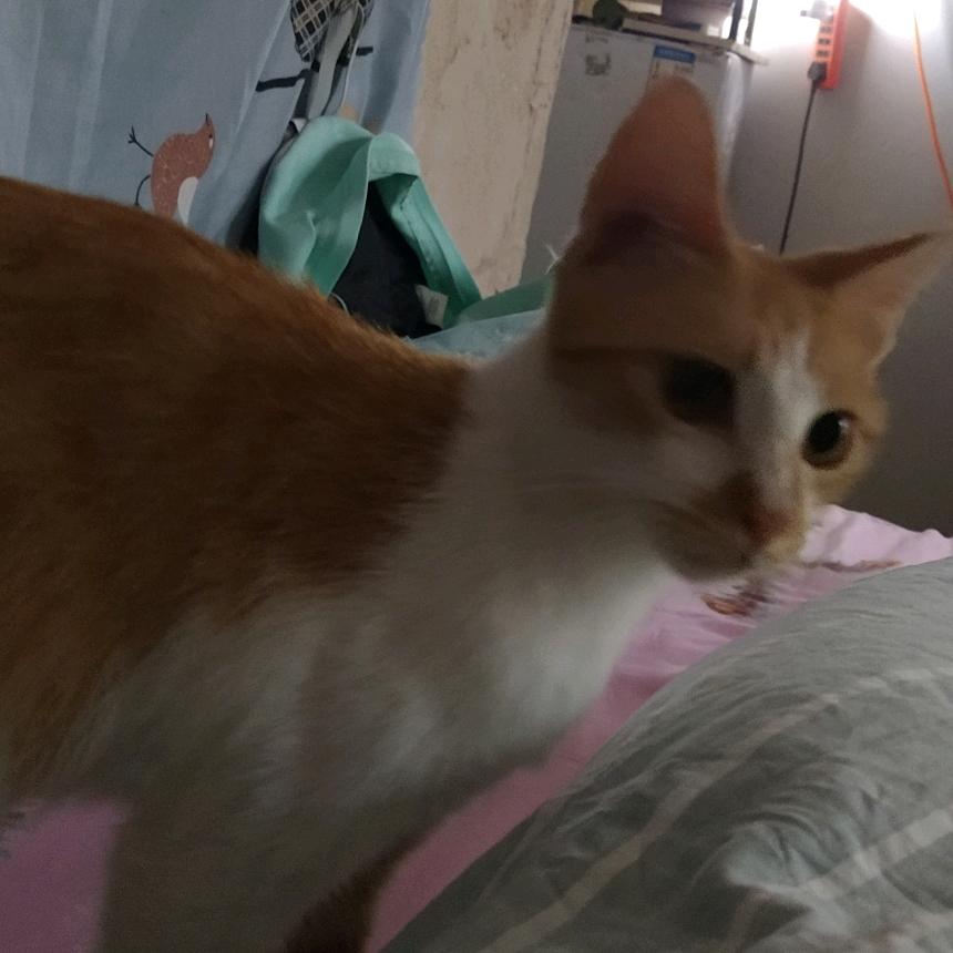 潘