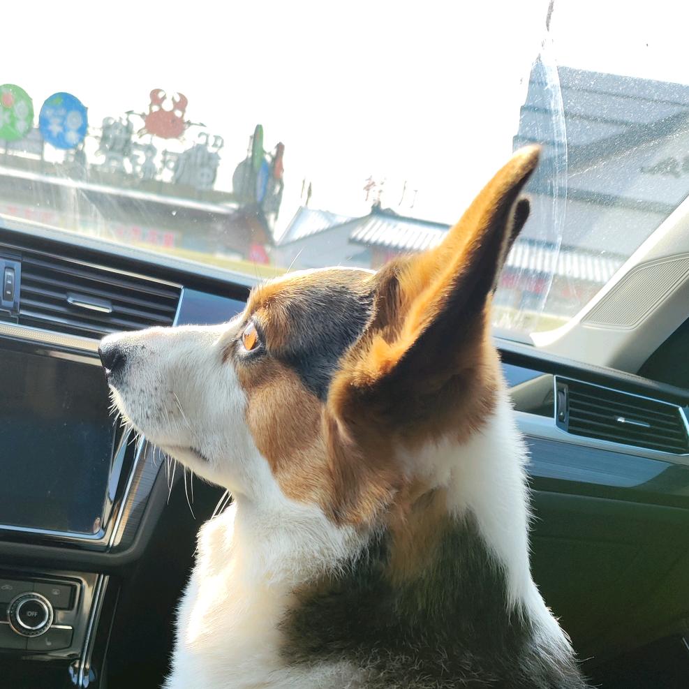 小泽哥