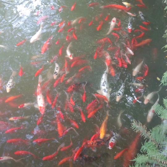 东藕玉凤农资