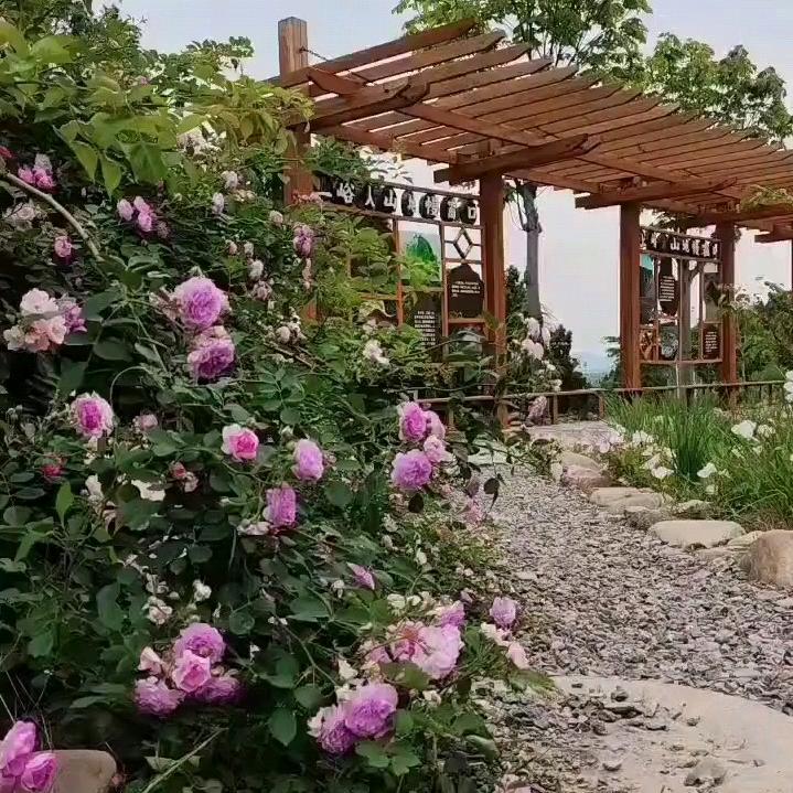 🌴泡泡姐妹🌸