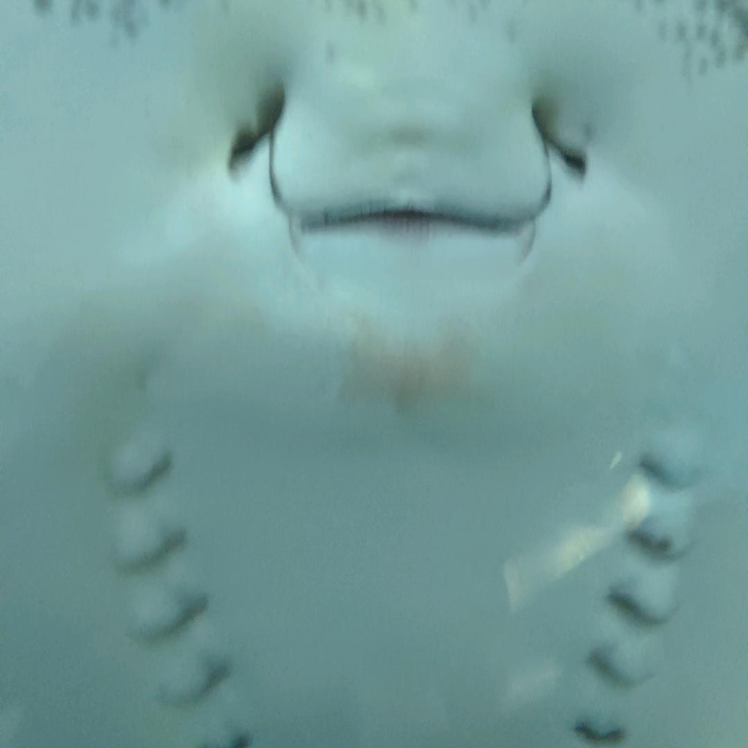 爱吃肉的小胖子