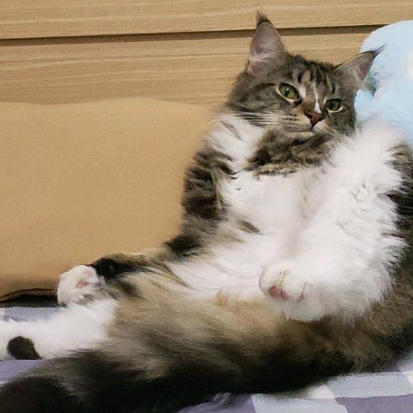 菠萝心