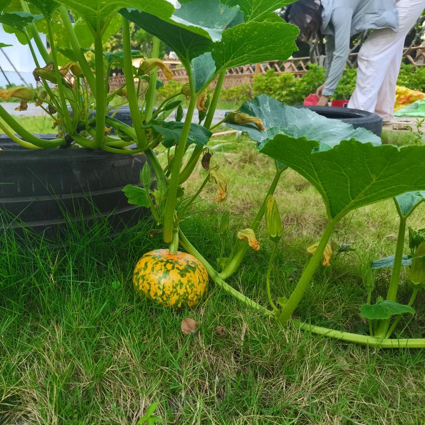 🍓