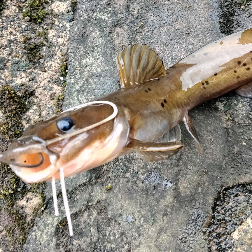 小黄 🐟高品质生态渔