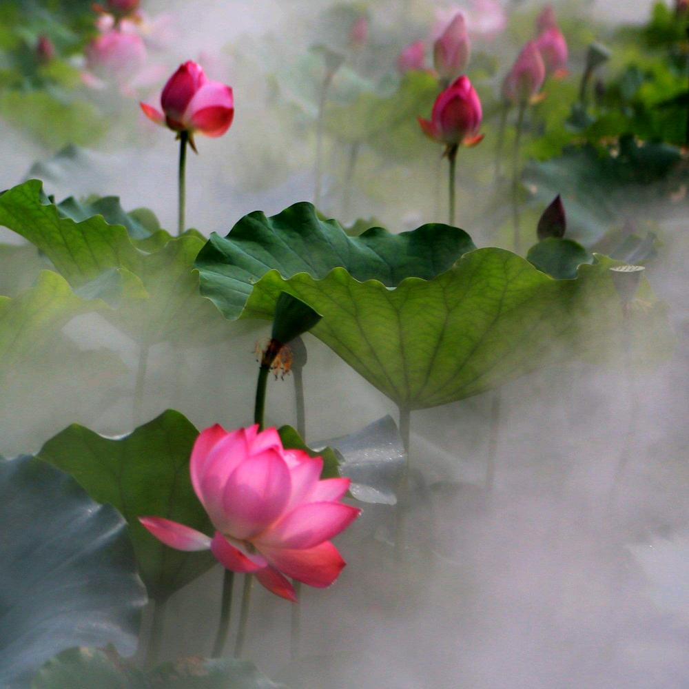 慈缘堂《赵奶奶》静心