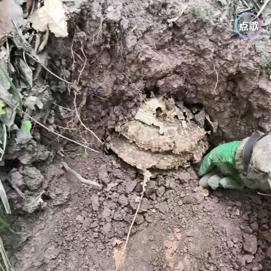 风雨雷电玩蜂