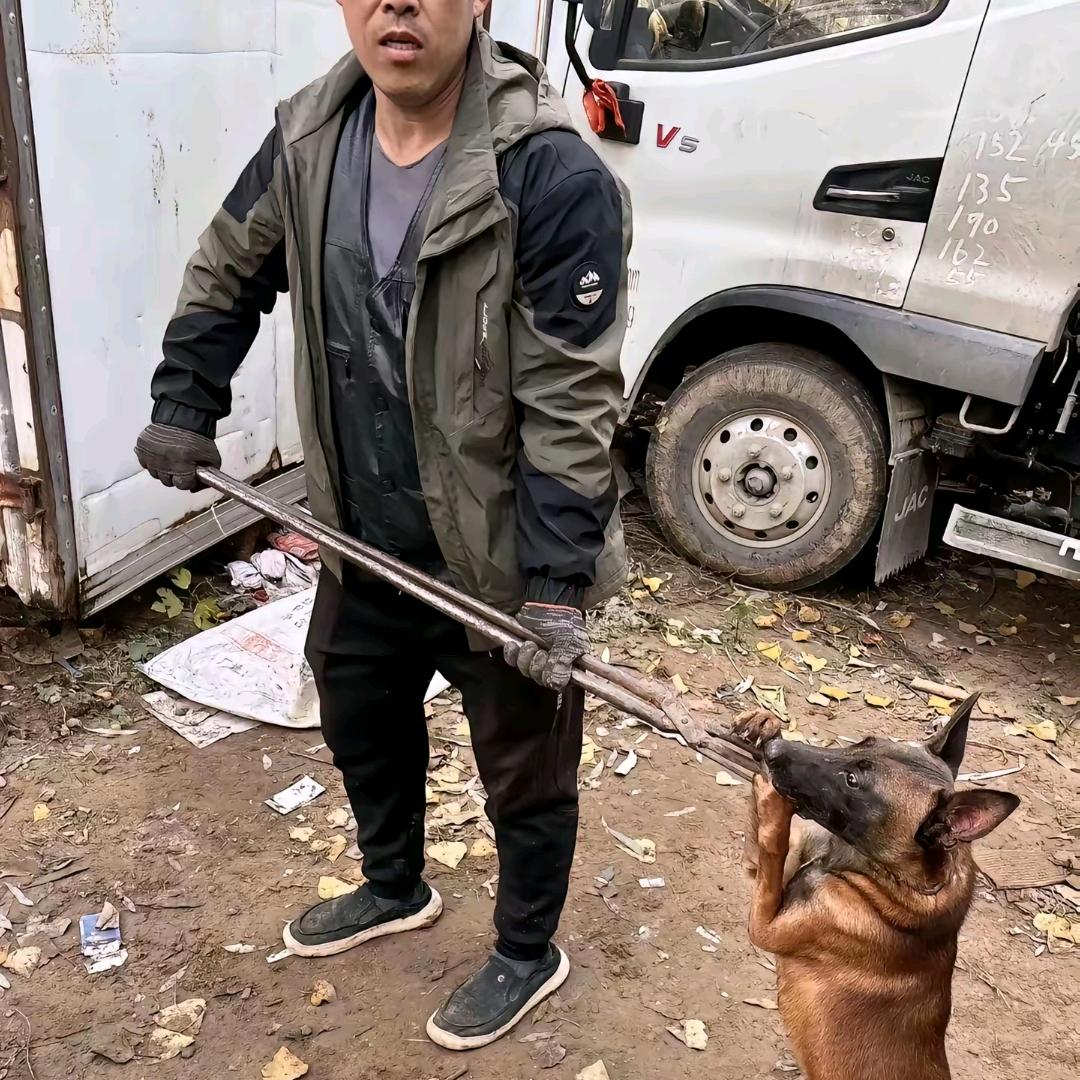 AAA陈师傅专业套狗