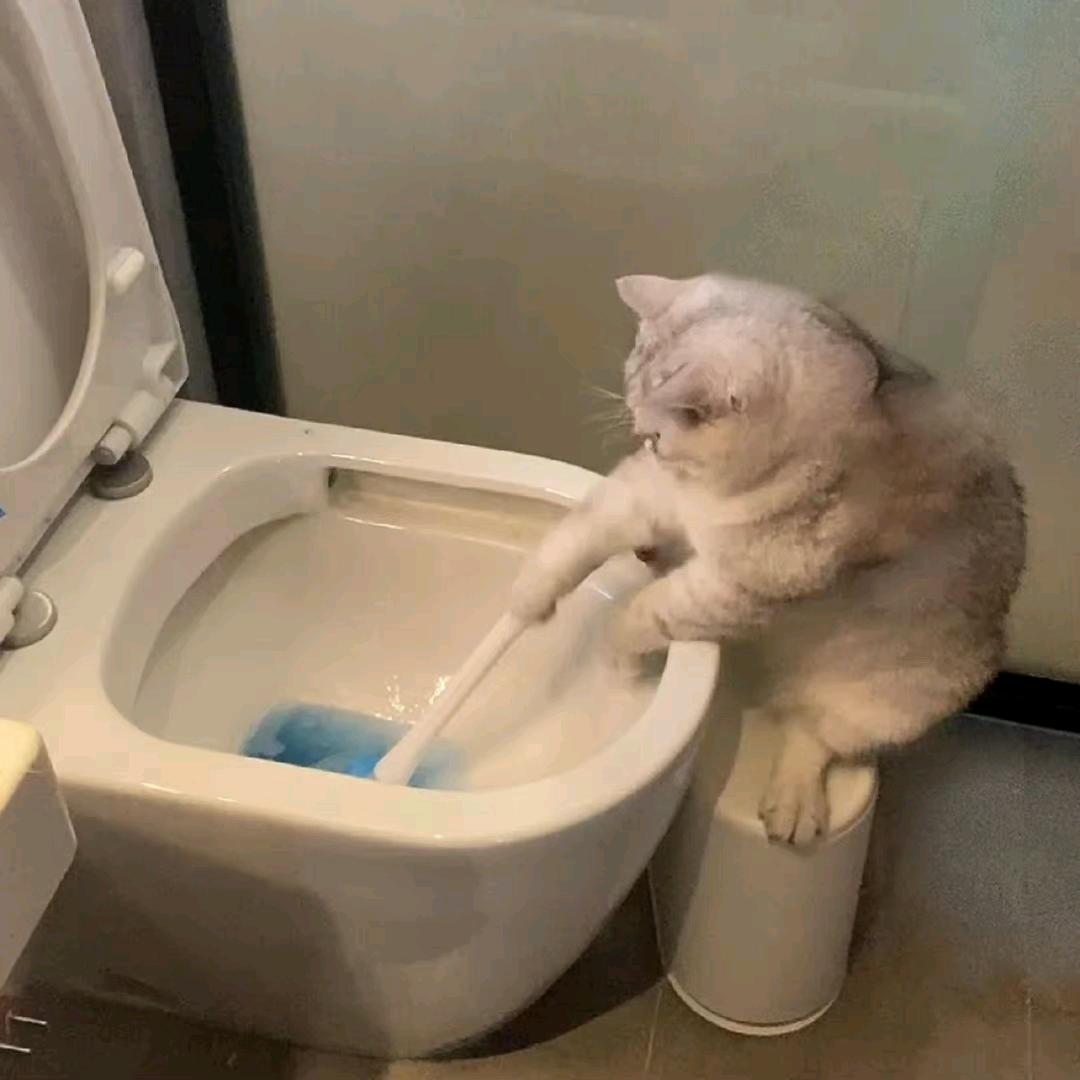爱吃的小咪