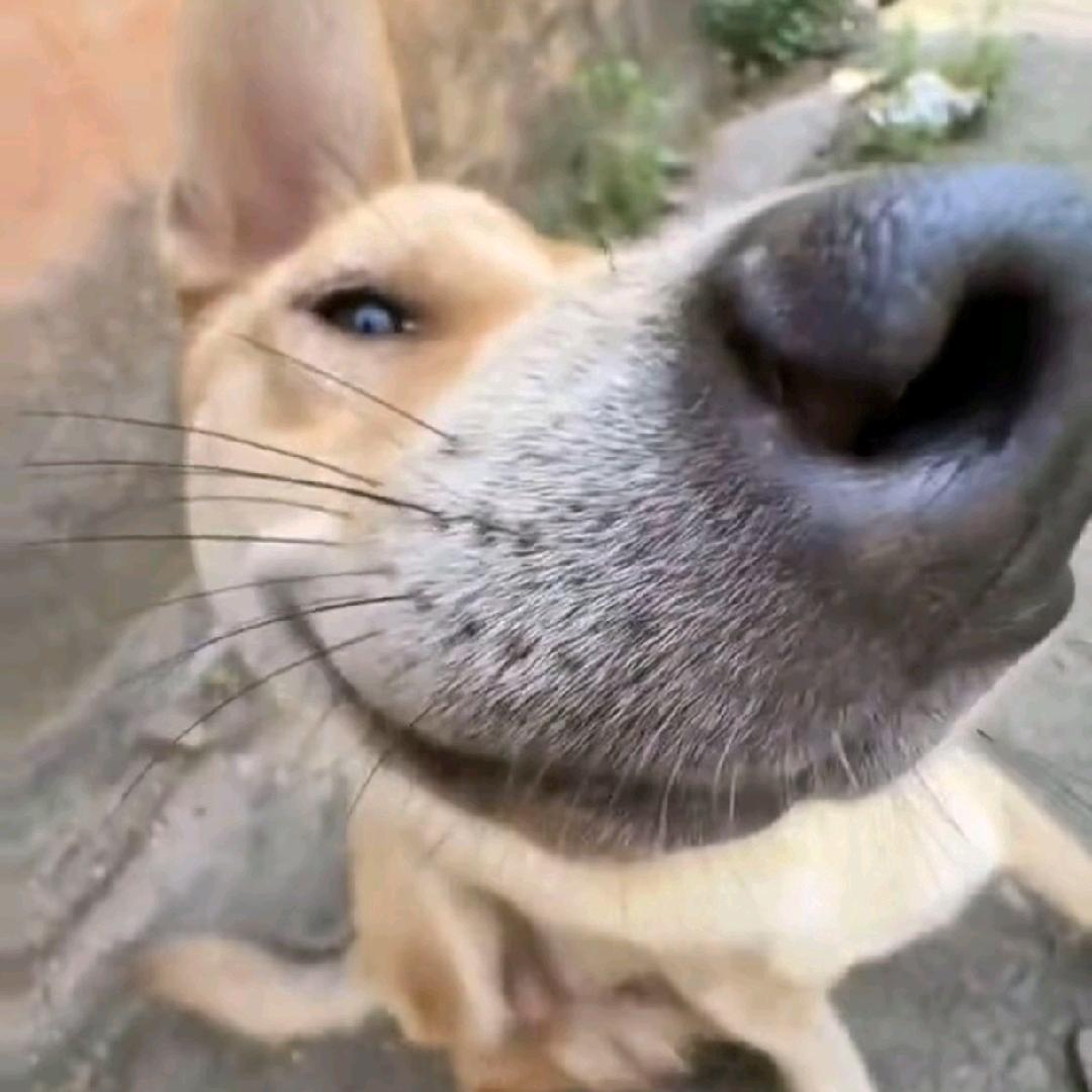 扶老蟑螂过马路被屎壳郎无证驾屎撞飞四十米