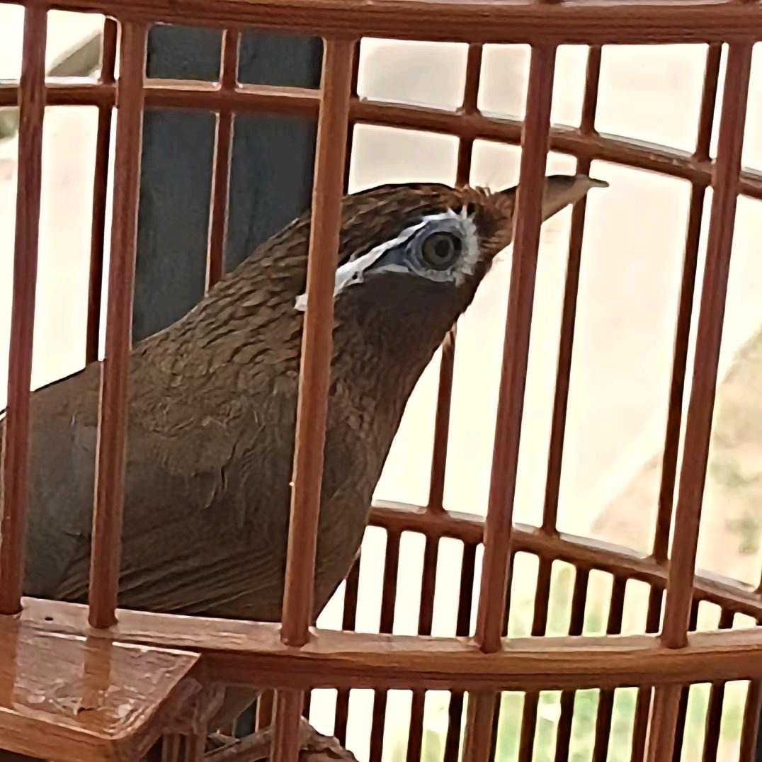 🥀᭄爱鸟꧔ꦿᩚ人士🌴