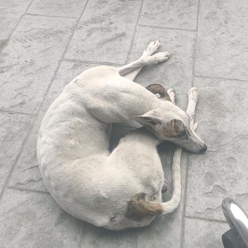 老正猎犬摩托工作室
