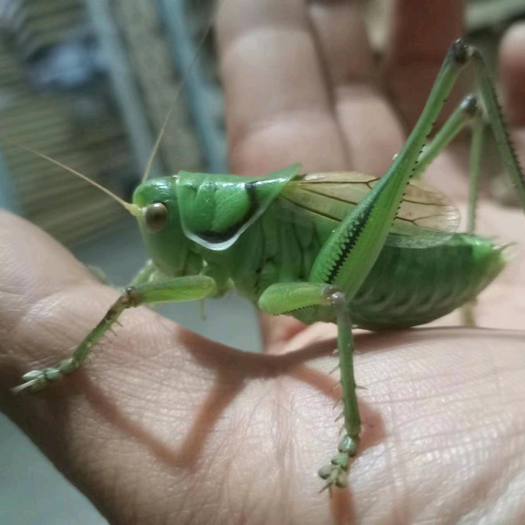 济南蝈蝈批发