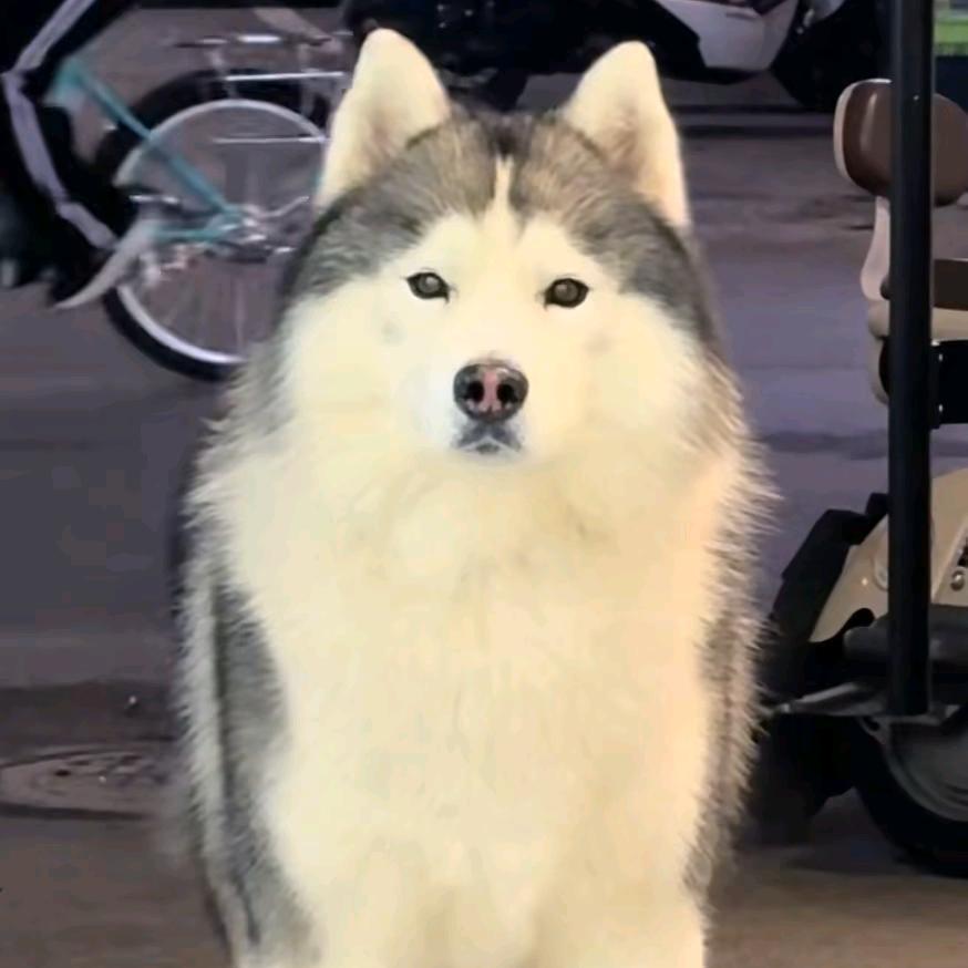 ꕥ᭄吴大伟🫧࿐