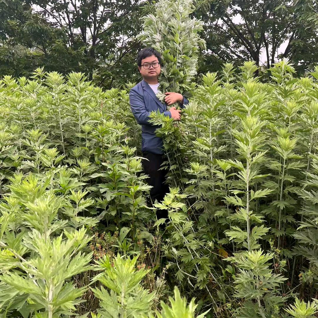 专业艾灸师王老师