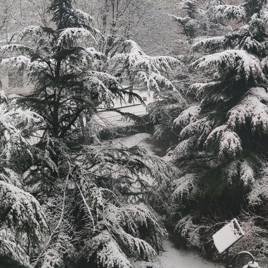 樱花落谁懂那份殇