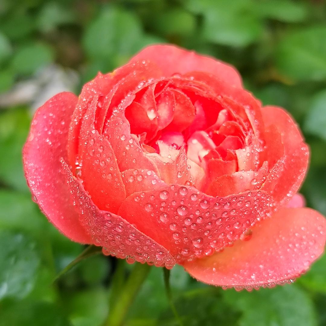 🌺简🌺