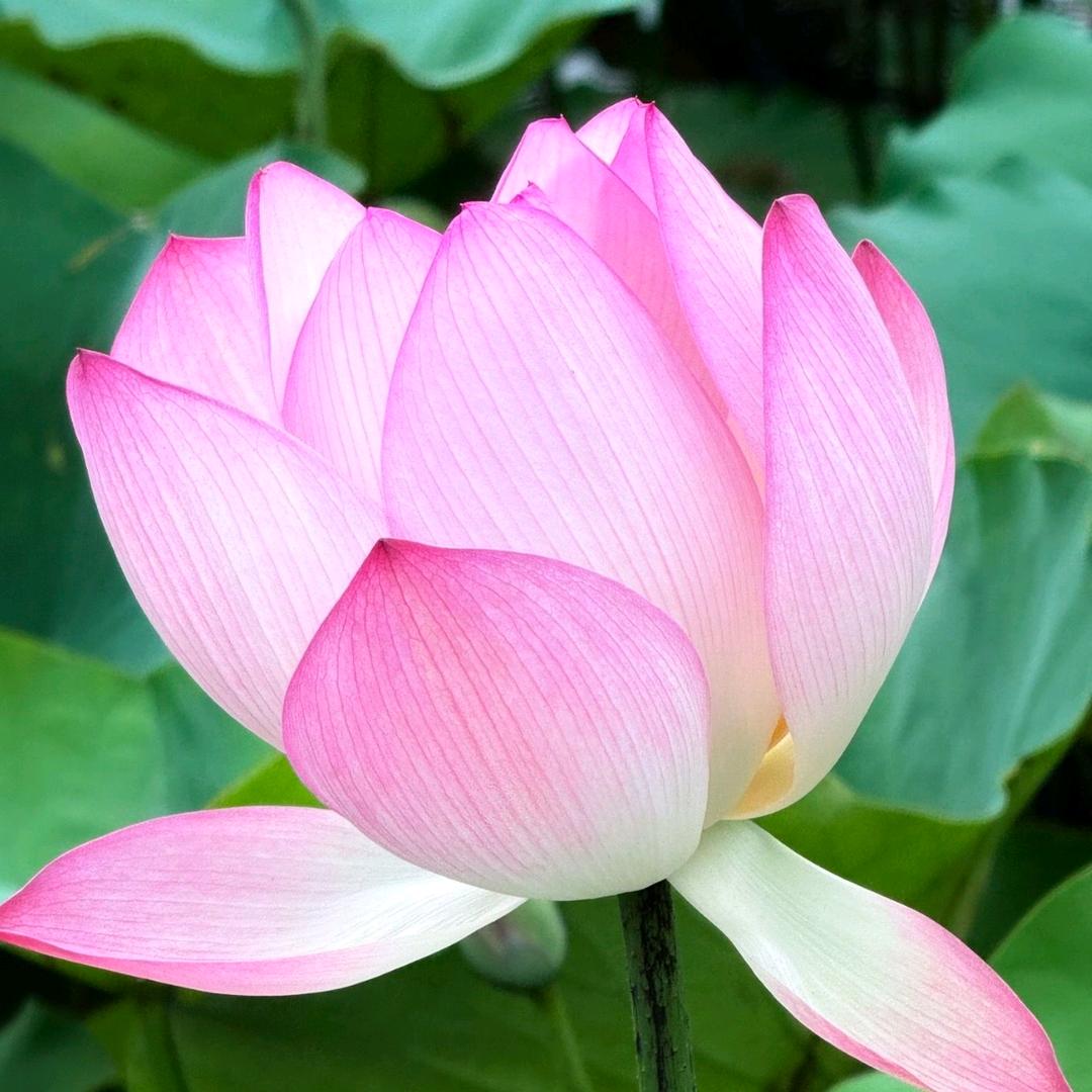 花开花谢