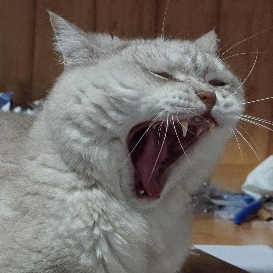 盐焗橙子