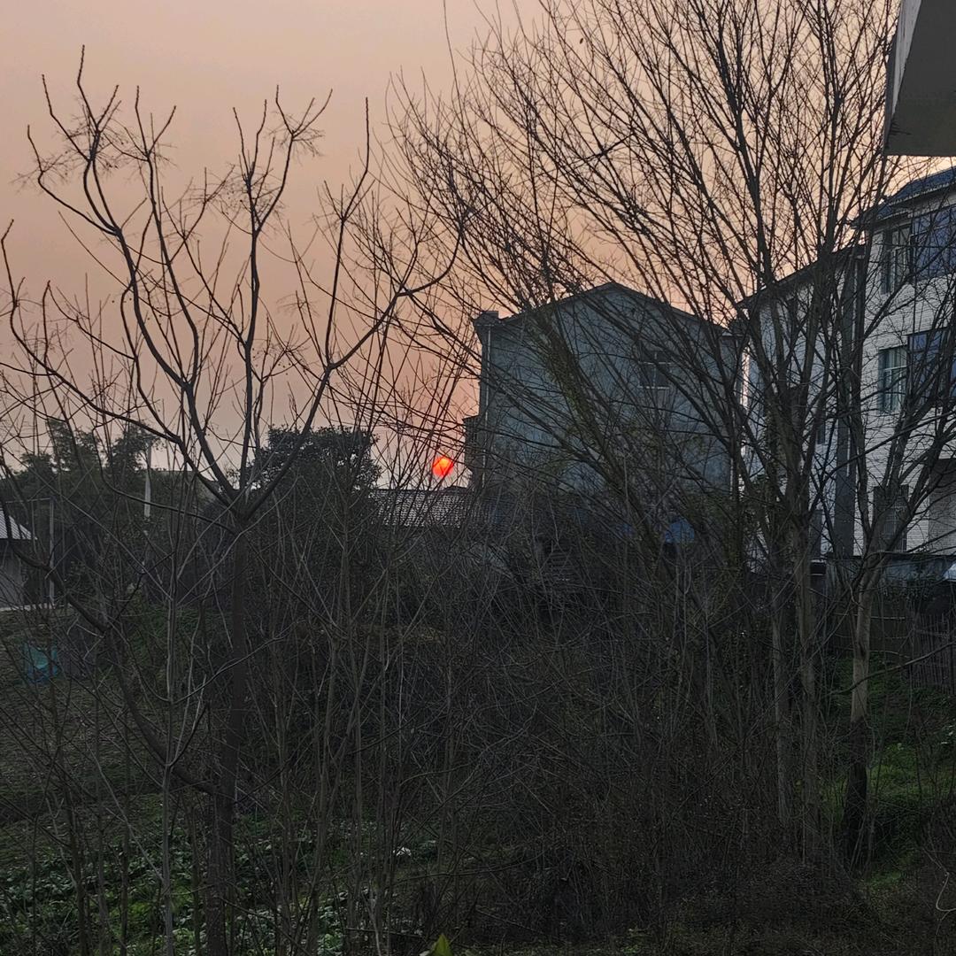 萌豆
