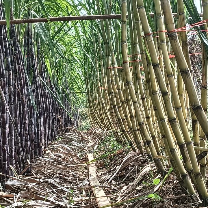 泌阳小葛沟水果甘蔗种植
