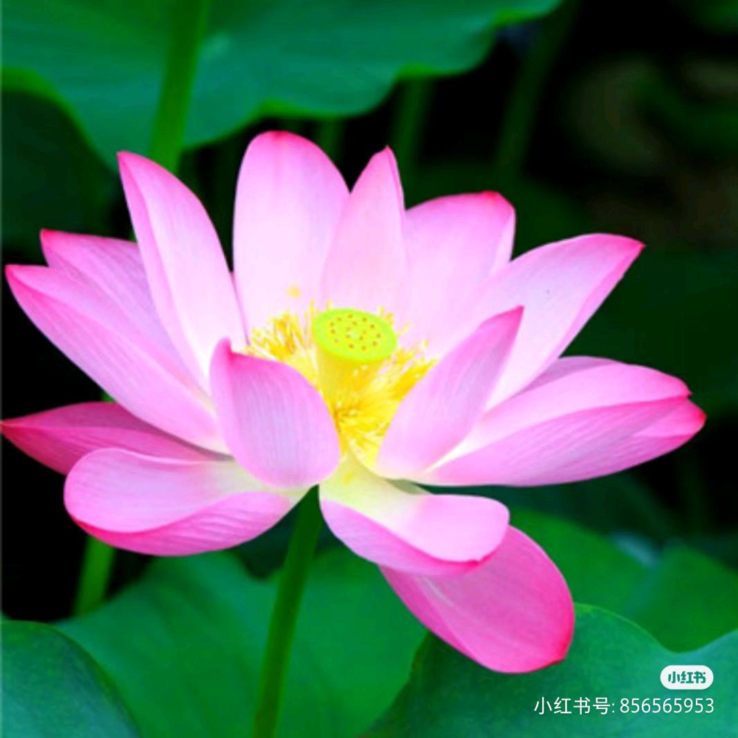 健康最幸福