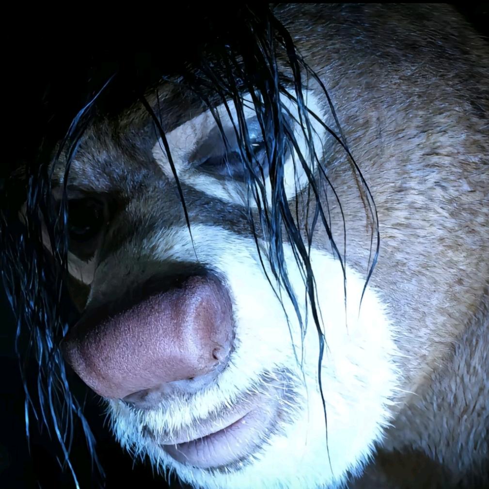 八十岁离婚带俩娃