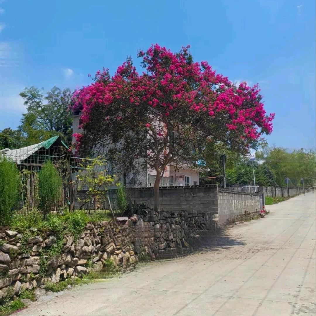 大量收购紫薇金弹子柏木青岗，千丈，杞木树