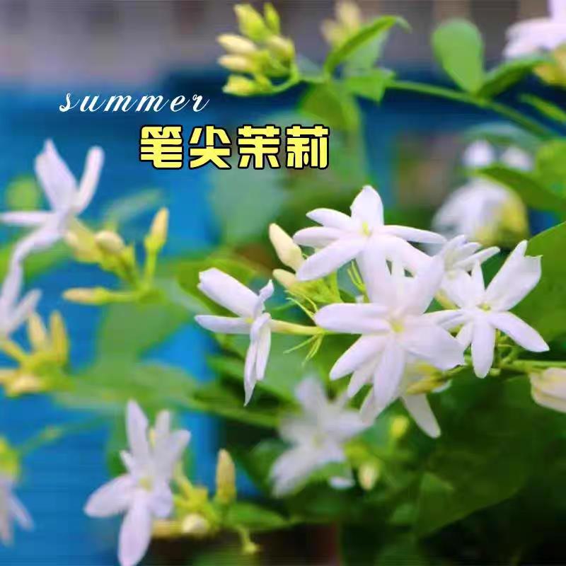 飞凡园艺1