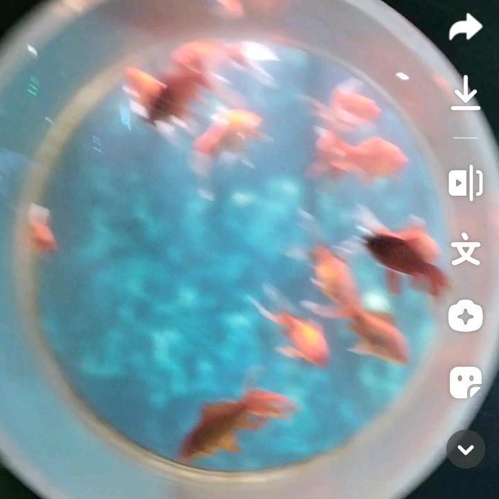 @金枝玉叶《红》