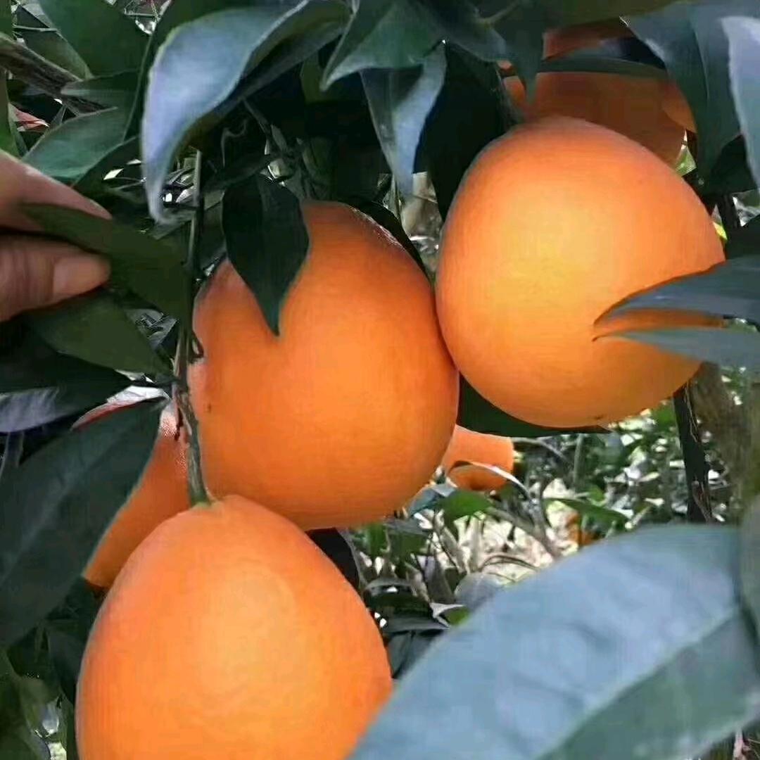 橙子姐姐