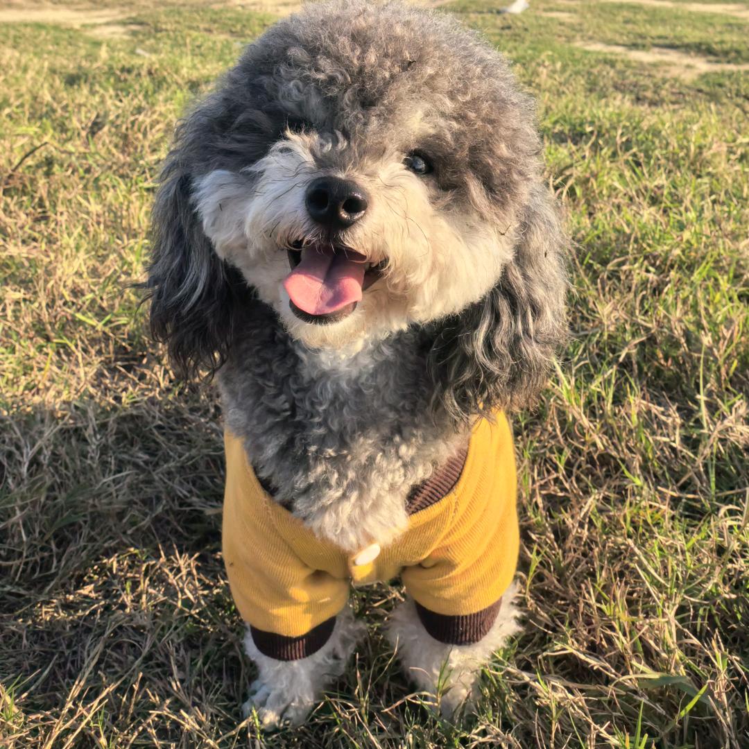 灰化肥发黑会挥发