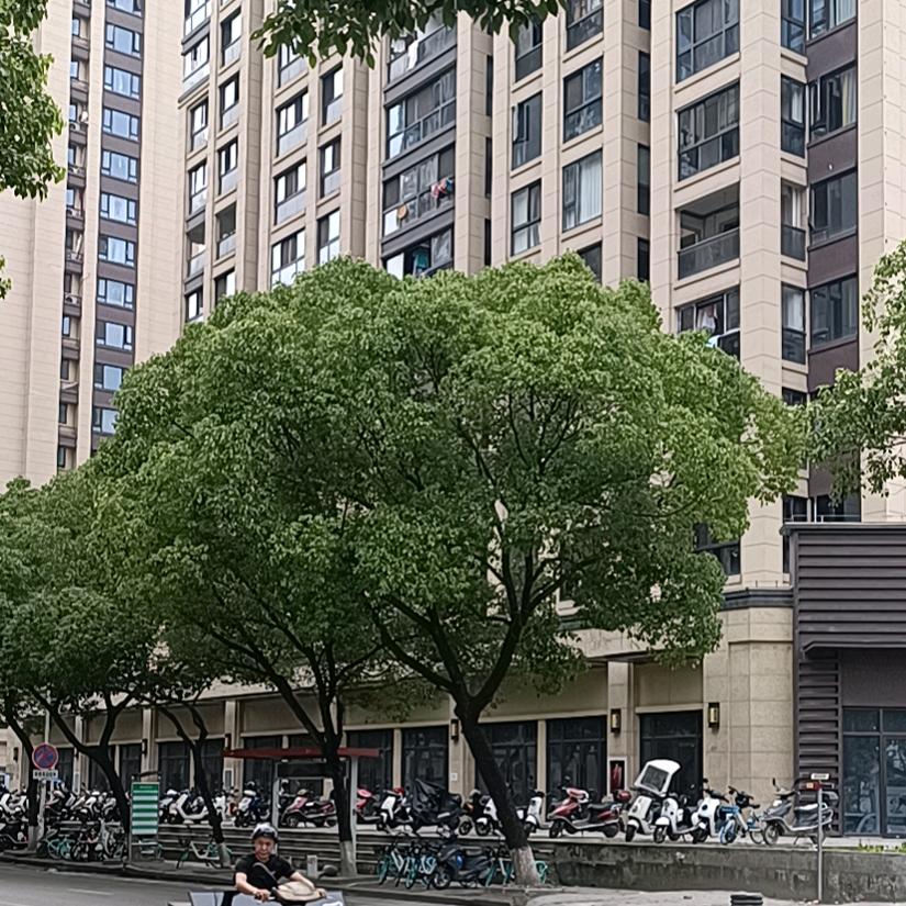 鱼儿