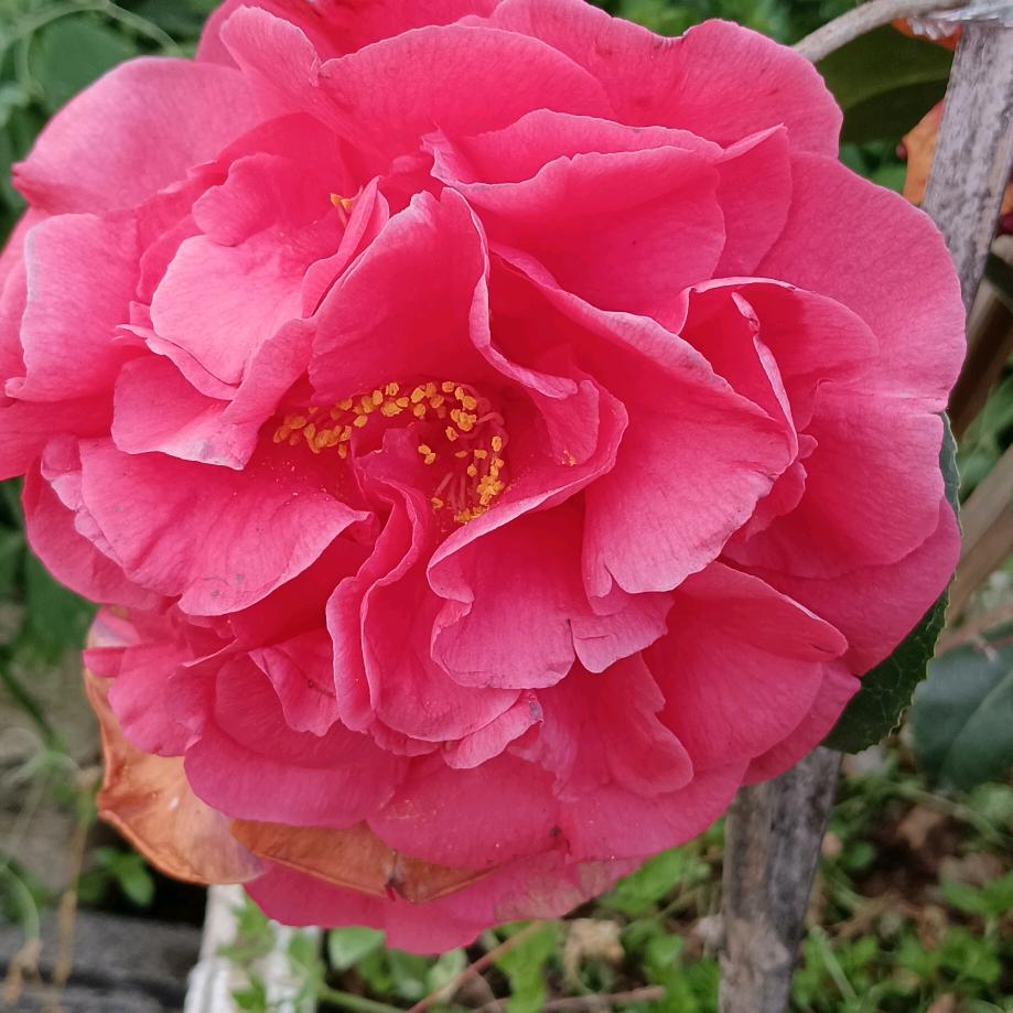 雾里看花