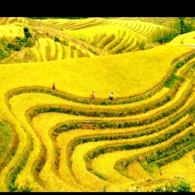 金色土地【香姐】