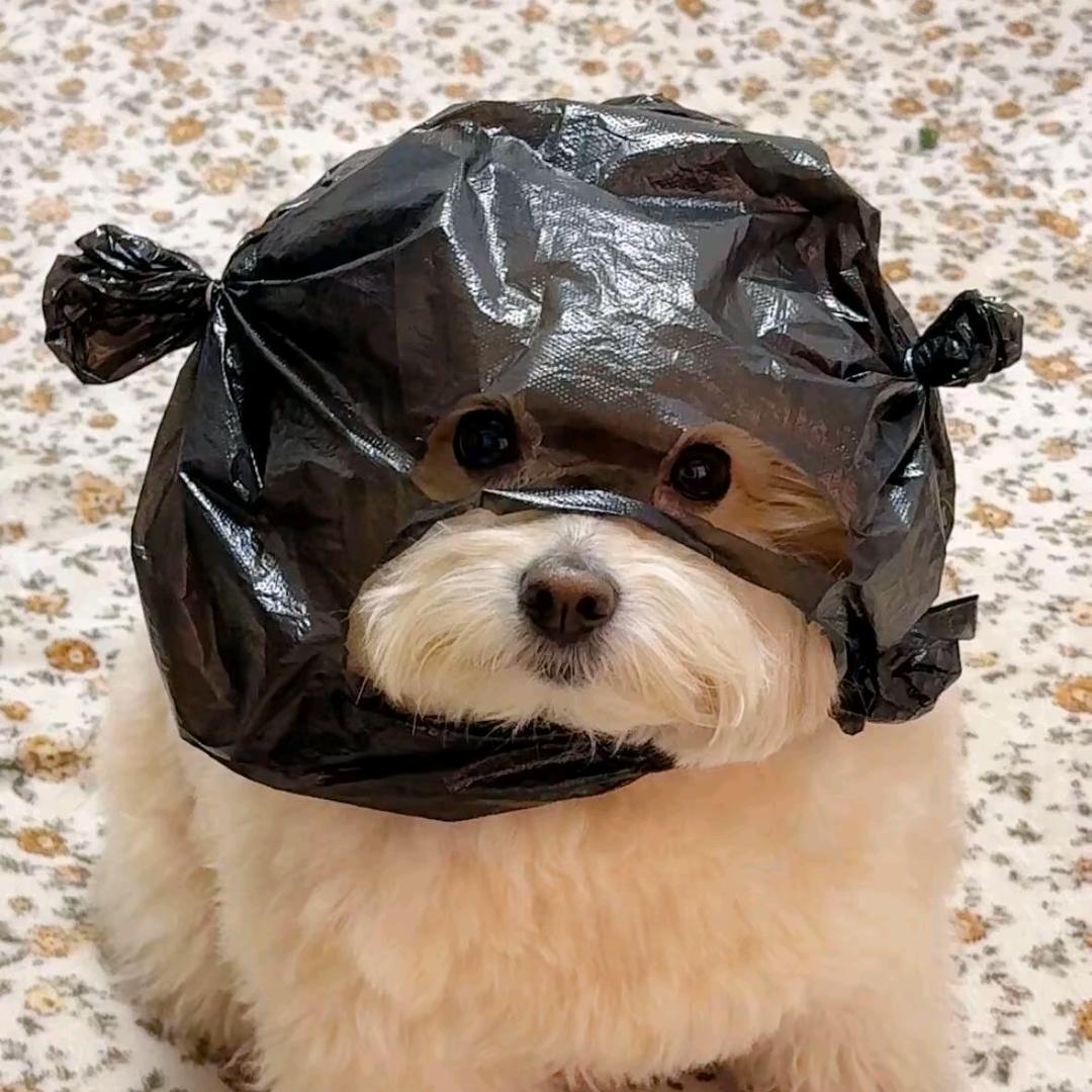查查