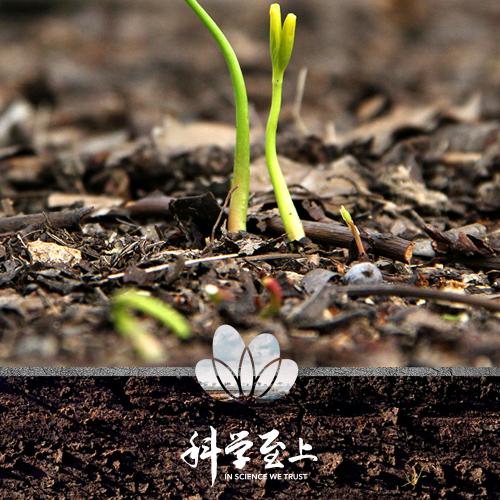 中化-先正达集团中国