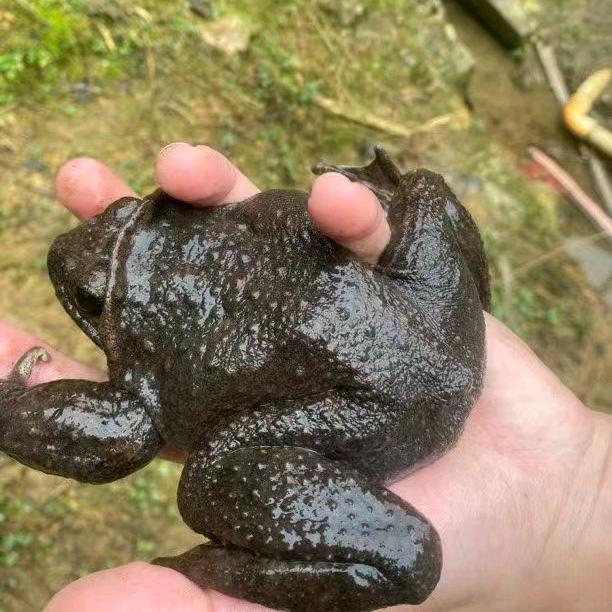 石蛙生态养殖