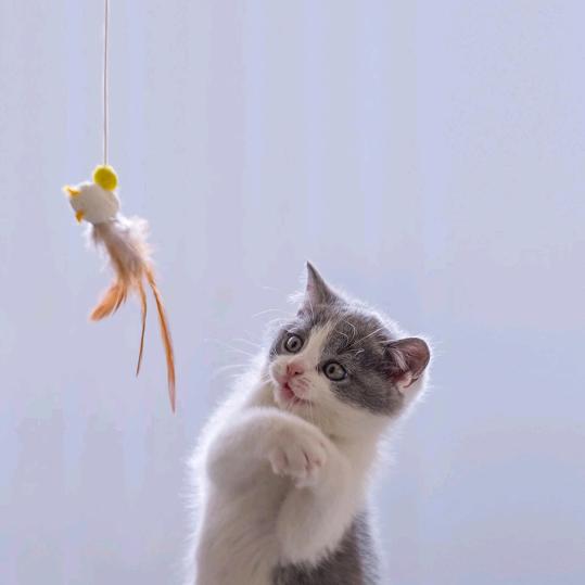 西北狼