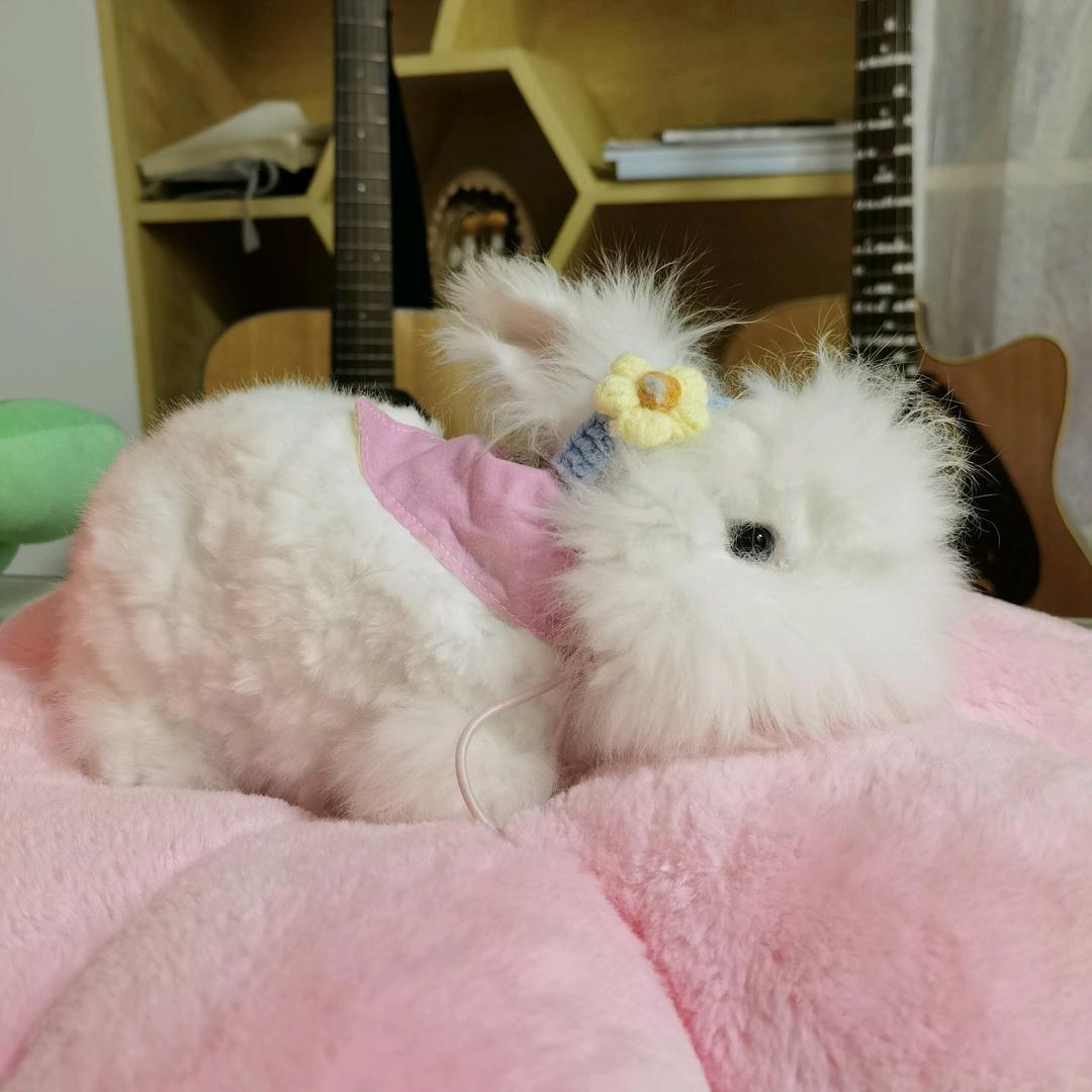 祺祺家的安哥拉兔舍