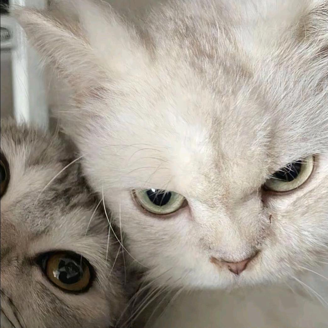 懒猫