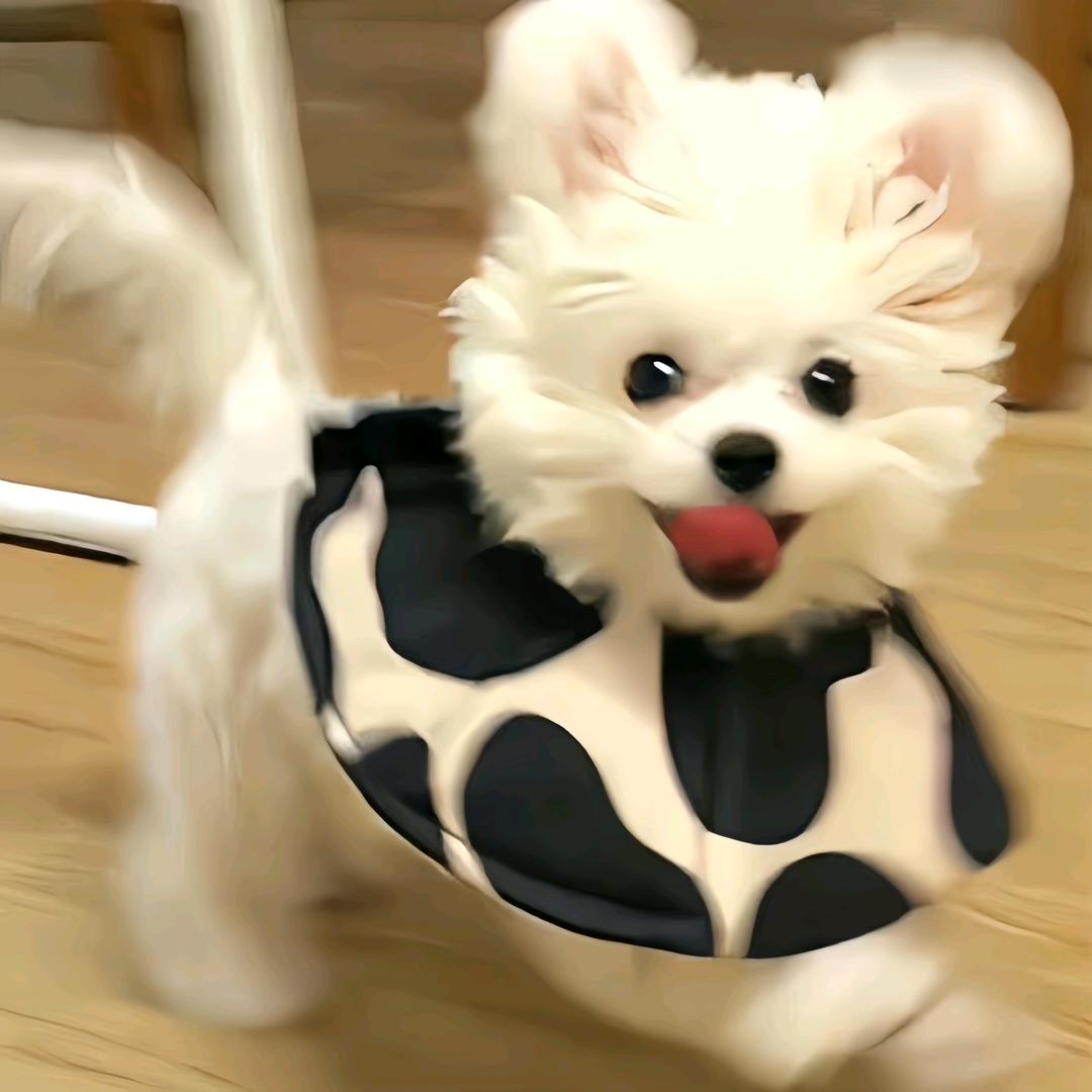 旺仔是甜的💦