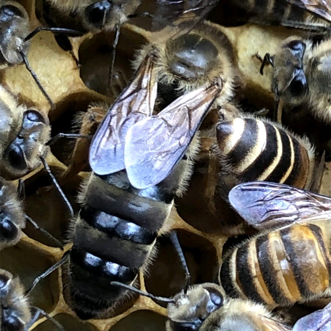 中华蜜蜂🐝