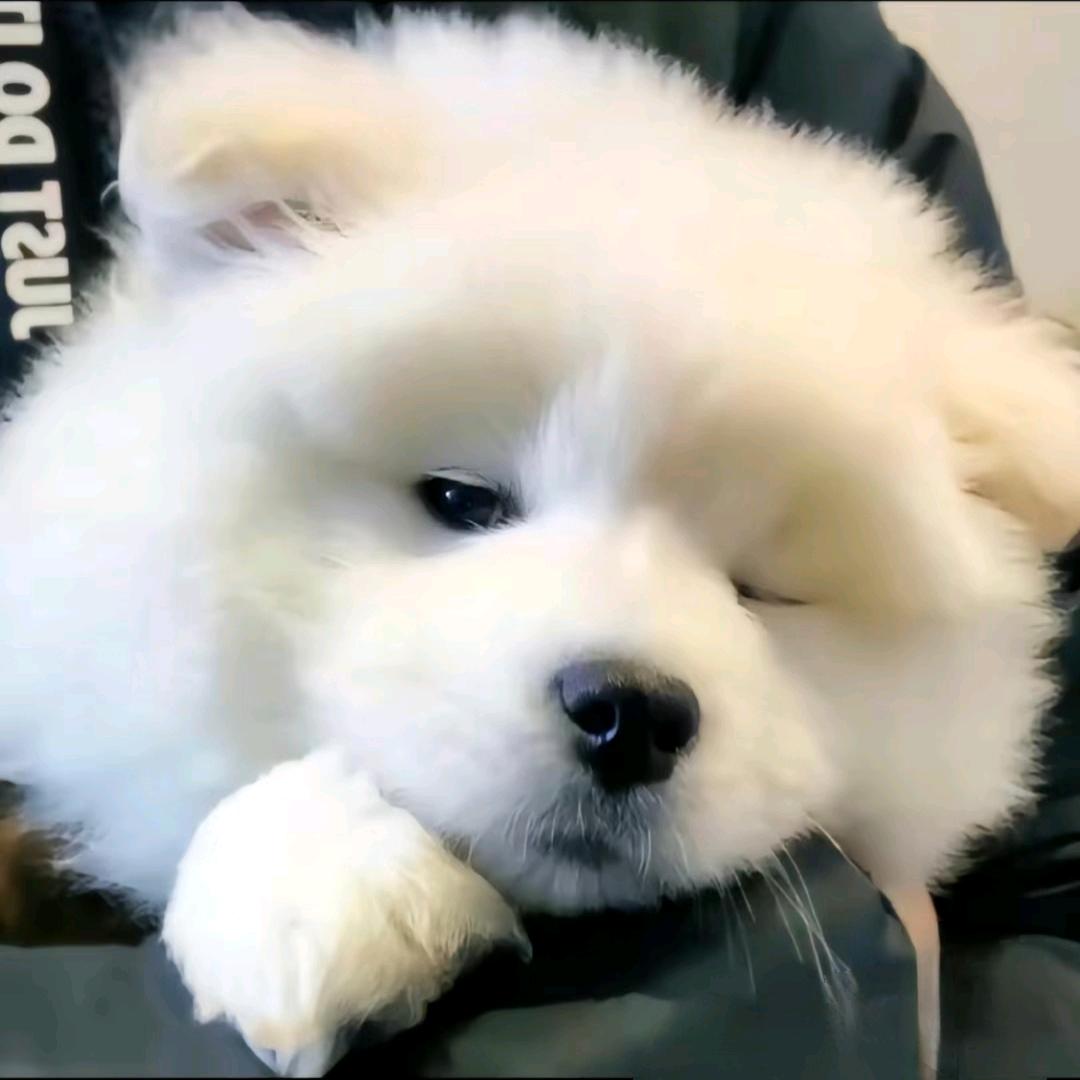 耶大王拆卡屋