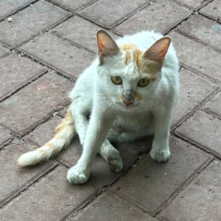 遇见流浪猫