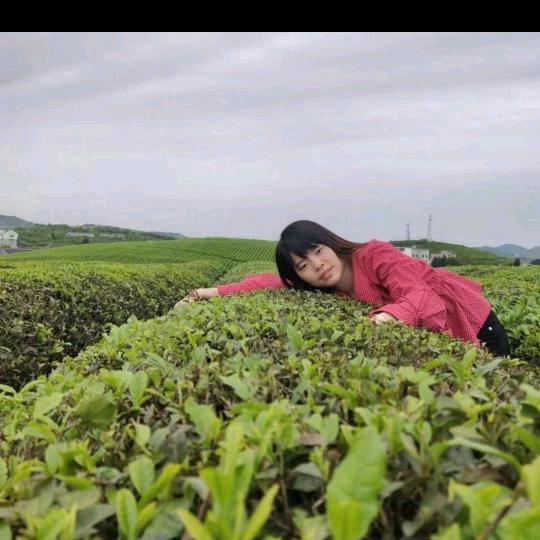 乡村茉莉
