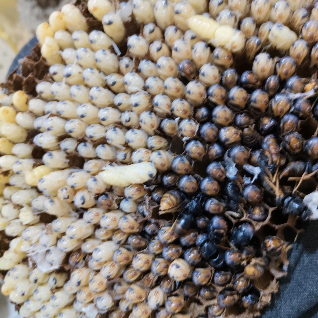 军哥专业混凝土突击